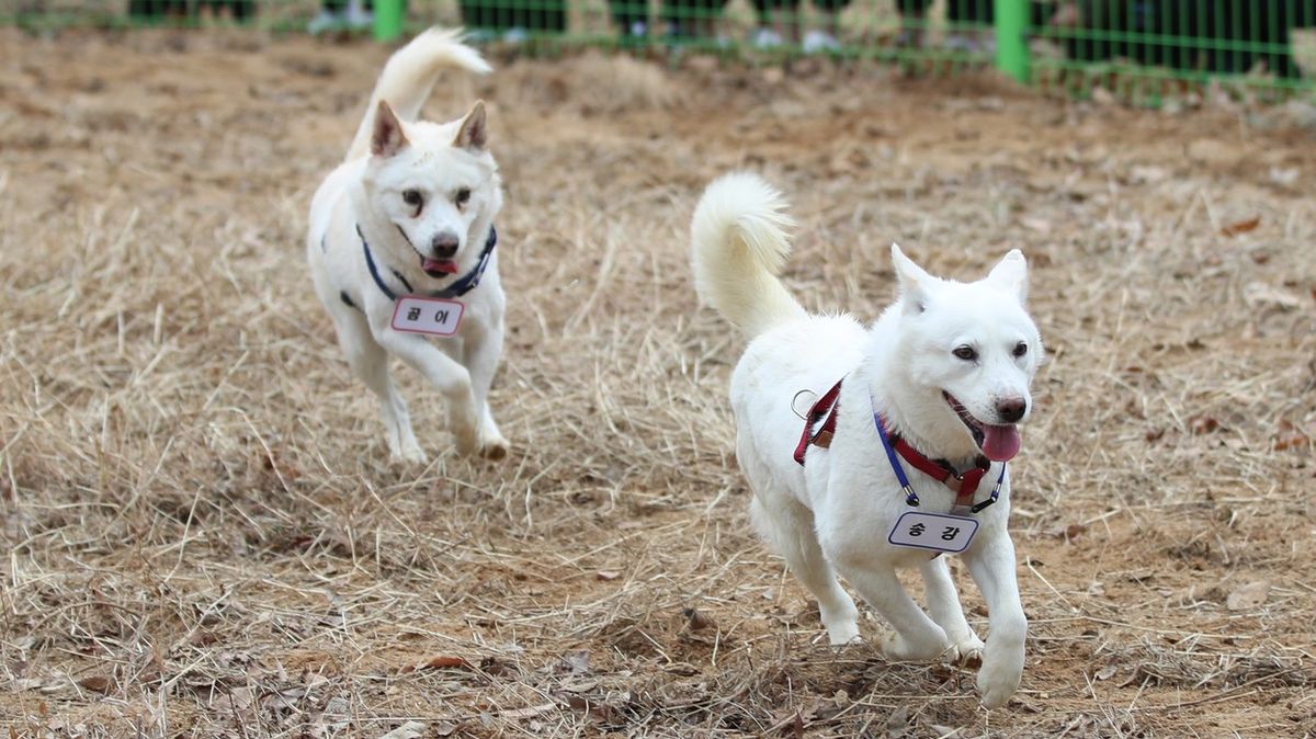 Psi od Kim Čong-una skončili v jihokorejské zoo